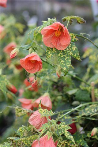 Abutilon pictum 'Thompsonii' (Orange) - Devil Mountain Wholesale