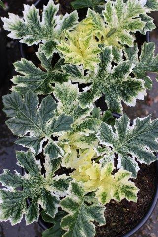 amaranthe plante Amaranth 'Green Tails' seeds