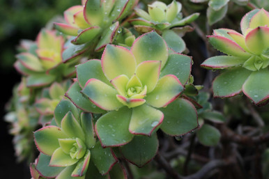Aeonium haworthii 'Tricolor' (Kiwi) - Devil Mountain Wholesale Nursery