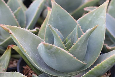 aloe vera beach Aloe Vera Gel