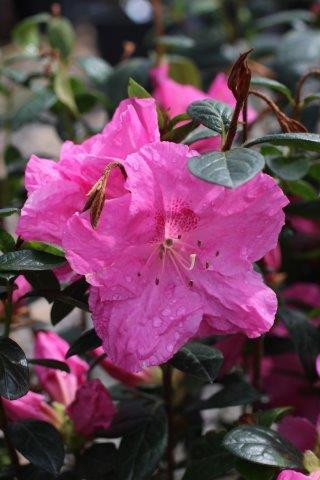 Azalea 'Mistral' (Pink) - Devil Mountain Wholesale Nursery
