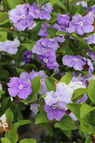 Brunfelsia pauciflora 'Floribunda' - Devil Mountain Wholesale Nursery