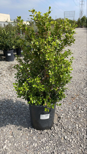 Buxus microphylla japonica - Devil Mountain Wholesale Nursery