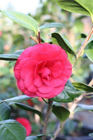 Camellia japonica 'Mathotiana Supreme' (Red) - Devil Mountain Wholesale  Nursery