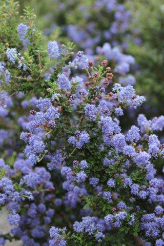 Ceanothus 'Julia Phelps' (Blue/Violet) - Devil Mountain Wholesale