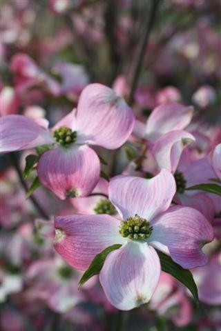 【うらら】sorm'86 別注　flabelus ピンクsize38 Sonic Bloom Punch™ Weigela For Sale | Proven Winners – Great