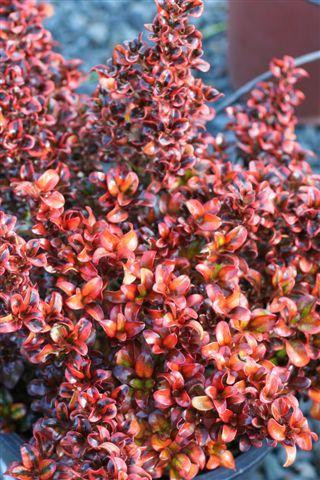 Coprosma 'Tequila Sunrise' (Gold/Red) - Devil Mountain Wholesale
