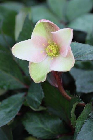 Helleborus ballardiae HGC Pink Frost - Devil Mountain Wholesale