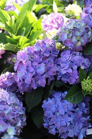Hydrangea macrophylla 'Royal Purple' - Devil Mountain Wholesale