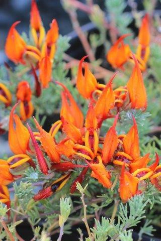 Lotus berthelotii Amazon Sunset - Devil Mountain Wholesale Nursery