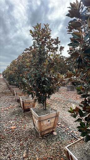 Magnolia grandiflora 'Little Gem' - Devil Mountain Wholesale