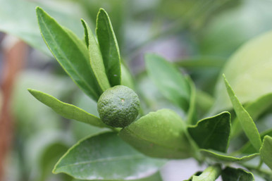 Mandarin 'Frost Owari' Satsuma - Devil Mountain Wholesale Nursery