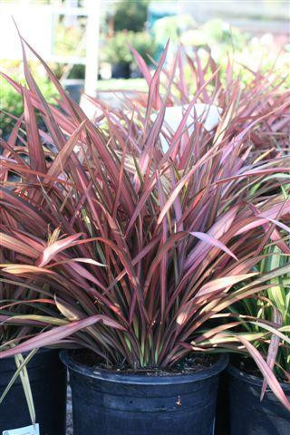 Phormium 'Rainbow Maiden' - Devil Mountain Wholesale Nursery