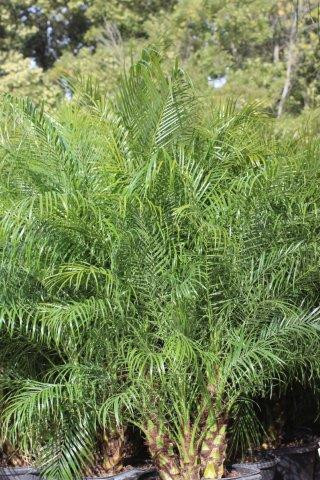 Phoenix roebelenii - Devil Mountain Wholesale Nursery