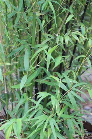 Phyllostachys nigra - Devil Mountain Wholesale Nursery