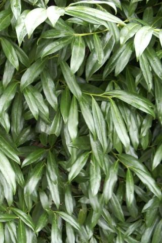 Prunus laurocerasus 'Zabeliana' - Devil Mountain Wholesale Nursery