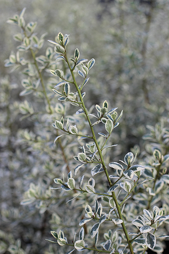 Rhamnus alaternus 'Variegata' - Devil Mountain Wholesale Nursery