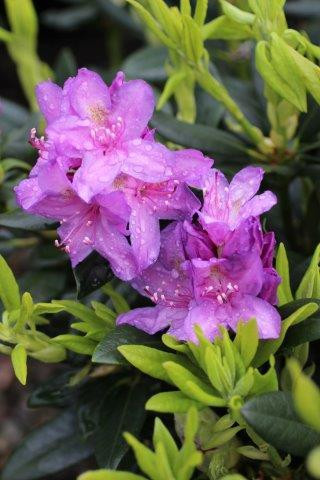 Rhododendron catawbiense 'Boursault' (Lilac Purple) - Devil Mountain  Wholesale Nursery
