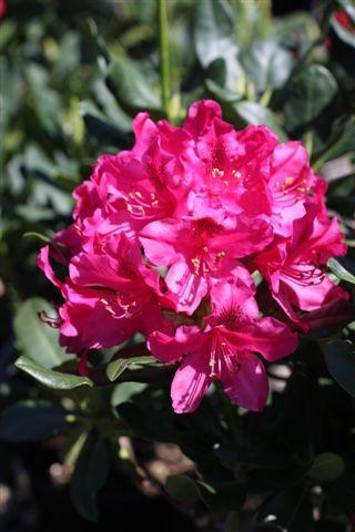 Rhododendron 'Lord Roberts' (Red) - Devil Mountain Wholesale Nursery