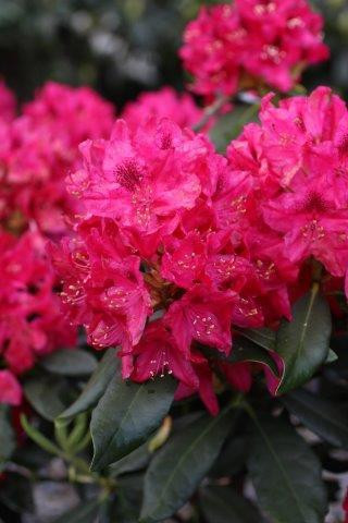 Rhododendron 'Nova Zembla' (Red) - Devil Mountain Wholesale Nursery