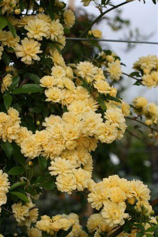 Rosa banksiae 'Lutea'