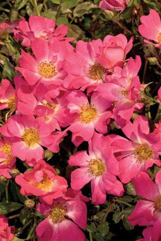 激レア】ROSE NEVEROUT （ローズネバーアウト）ドライビングランタン