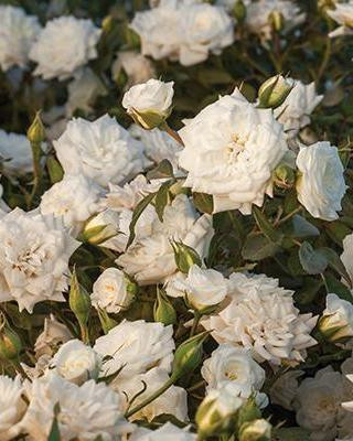 Rosa White Drift® - Devil Mountain Wholesale Nursery