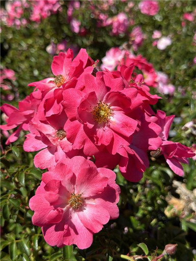 Rosa prostrata - Devil Mountain Wholesale Nursery