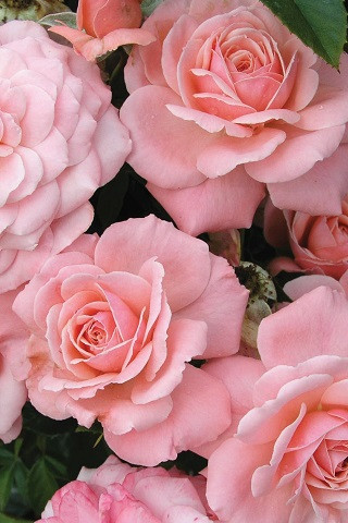 Rosa Sexy Rexy (Floribunda) - Devil Mountain Wholesale Nursery