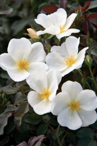 Offen【Reborn project】ROSE-pointed /WHITE Rosa White Knock Out® (Shrub) - Devil Mountain Wholesale Nursery