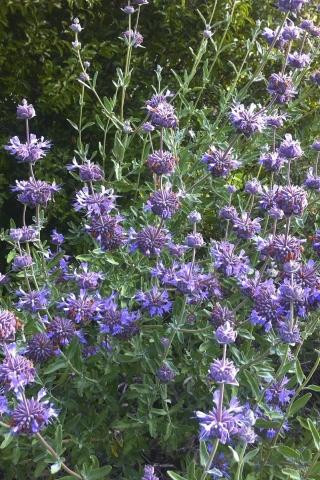 Salvia clevelandii - Devil Mountain Wholesale Nursery