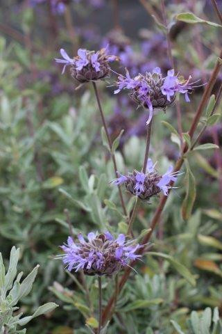 MAMAさん専用パープル、ディープルージュ、ブルー 3D 0.07 MIX2×3 Salvia 'Pozo Blue' - Devil Mountain Wholesale Nursery