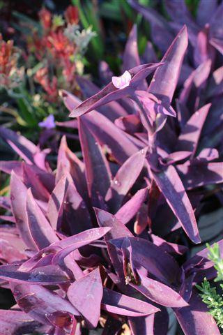 IWATADENKI SPランタンホヤ(バレンタイン限定カラー　パープル)セット Tradescantia pallida (Setcreasea) - Devil Mountain Wholesale Nursery