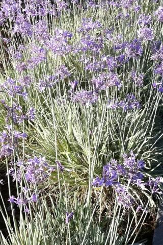 knstliche blumen fr den balkon 12 Bndel 35cm Kunstblumen wie Echt Knstliche Blumen Lavendel Outdoor   kunstblumenshop