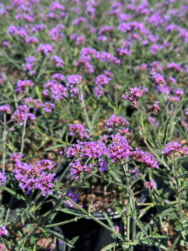 Verbena_bonariensis_Lollipop_1