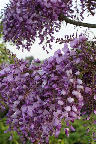 Cooke's Purple™ Wisteria