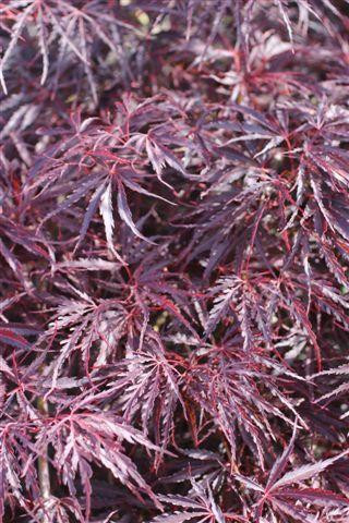 Acer palmatum dissectum 'Tamukeyama' - Devil Mountain Wholesale
