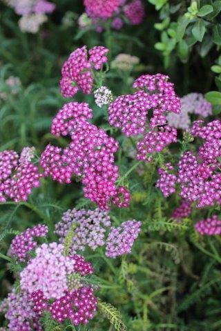ARABIA エステリ ボタニカ \"Achillea millefolium\" ARABIA Botanica achillea Esteri Tomula/アラビア ボタニカ ウォール