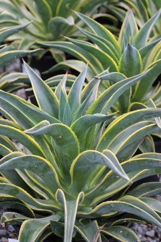 Agave desmettiana 'Variegata' - Devil Mountain Wholesale Nursery