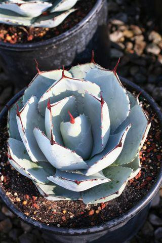Agave parryi var. truncata - Devil Mountain Wholesale Nursery