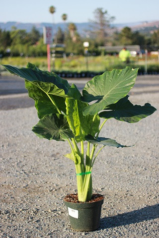 Alocasia 'Calidora' - Devil Mountain Wholesale Nursery