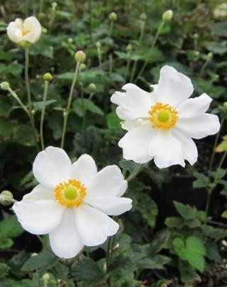 Anemone 'Honorine Jobert' (White) - Devil Mountain Wholesale Nursery