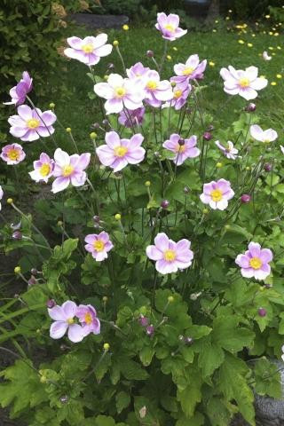 anemoneと女性 Anemone x hybrida 'Elegans' (Japanese Anemone)