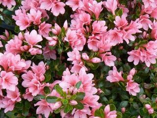 Azalea 'Coral Bells' (Pink) - Devil Mountain Wholesale Nursery