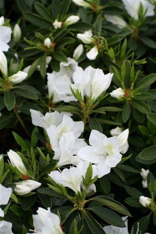 Azalea 'Fielder's White' - Devil Mountain Wholesale Nursery