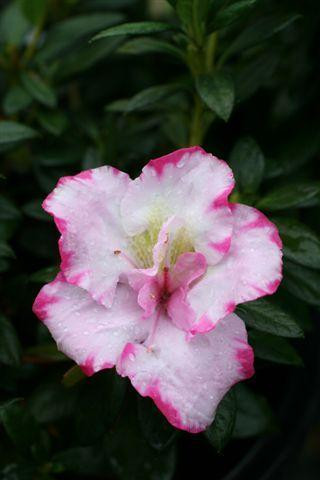 Azalea 'Haru-no-Hibiki' (Pink/White) - Devil Mountain