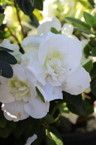 Azalea 'Madonna' (White) - Devil Mountain Wholesale Nursery