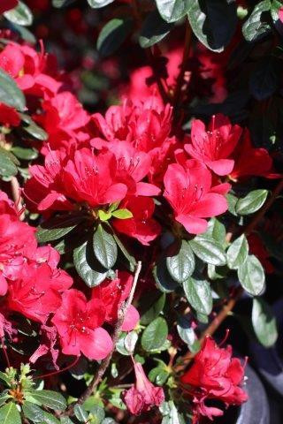 Azalea 'Ward's Ruby' (Red) - Devil Mountain Wholesale Nursery