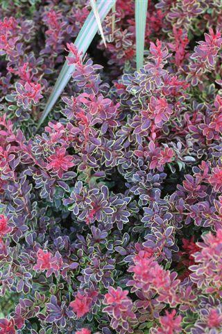 Berberis thunbergii 'Admiration' - Devil Mountain Wholesale Nursery