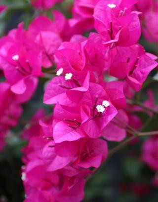 Bougainvillea 'Barbara Karst' (Pink) - Devil Mountain Wholesale